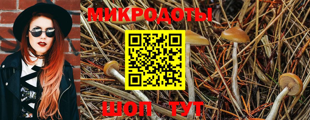 Псилоцибиновые грибы Psilocybe Волгодонск