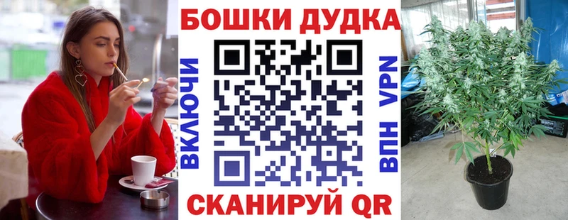 как найти наркотики  блэк спрут как войти  Марихуана план  Волгодонск 